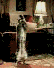 Cat%20Dance-338373.gif