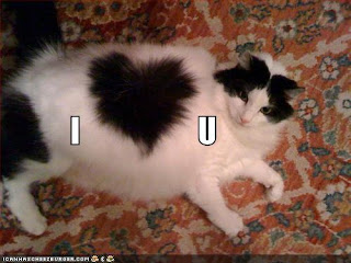valentine-cat.jpg