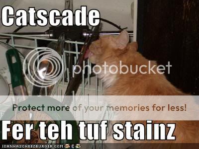 Catcleaningdishes.jpg