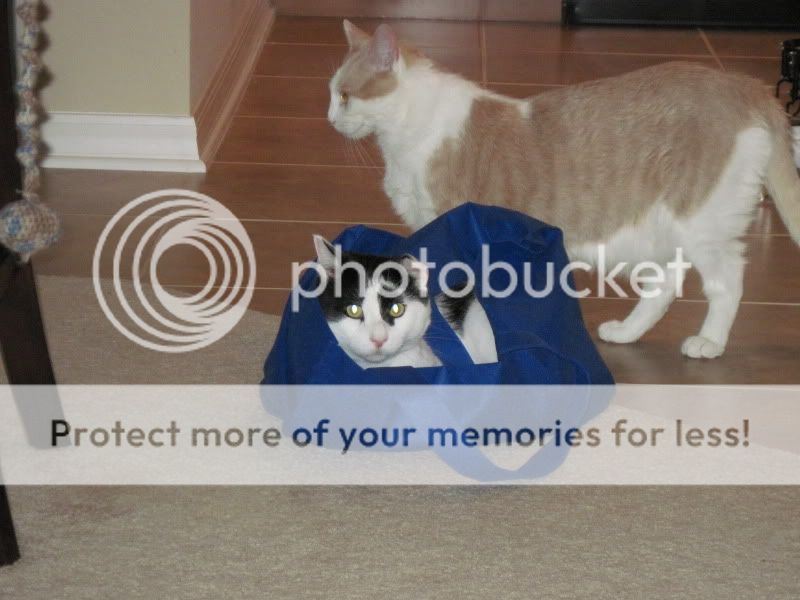 Mybag.jpg