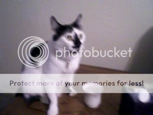Louie-3.jpg