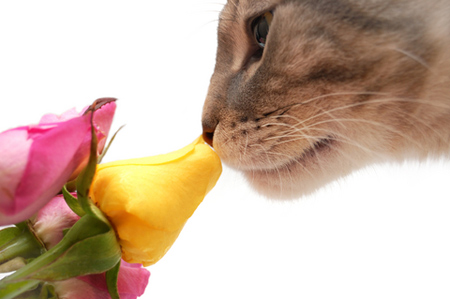 tabby-cat-smelling-roses.jpg