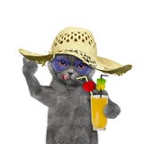 cat-have-rest-summer-glass-cocktail-isolated-white-72156212.jpg
