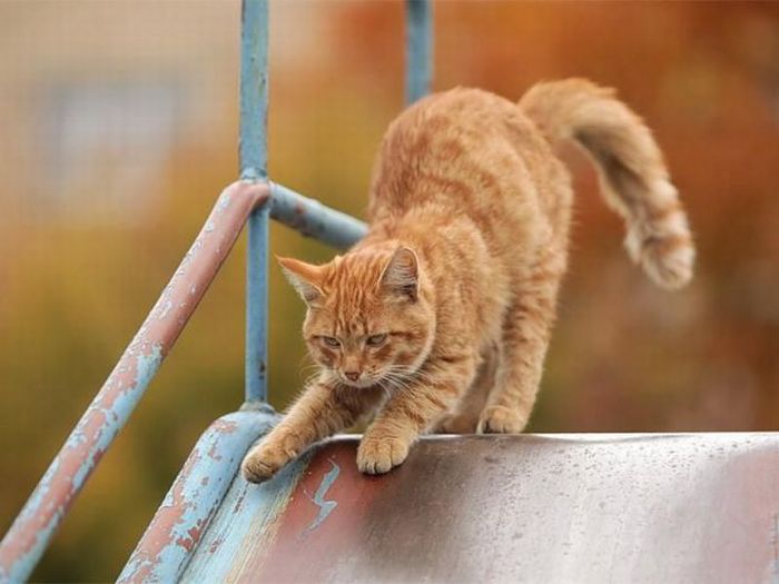 cat-slide.jpg