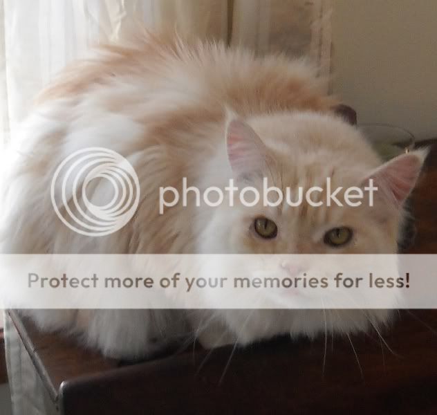 Loki030710sm.jpg