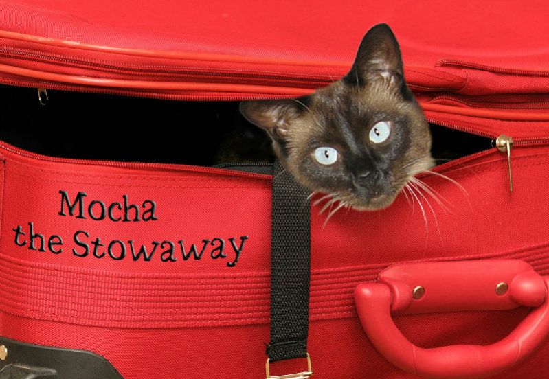 Mocha-in-a-suitcase-1.jpg