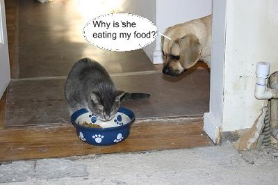 do-cats-refuse-dog-food-21348444.jpg