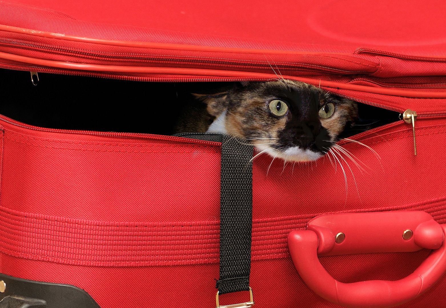Gabby-in-a-suitcase.jpg