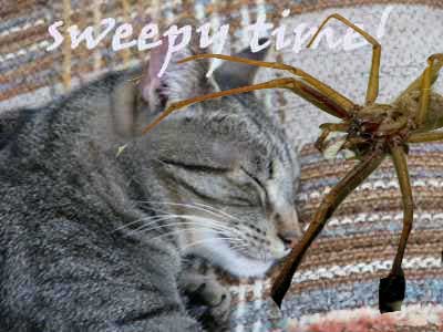 killer-spider-3.jpg