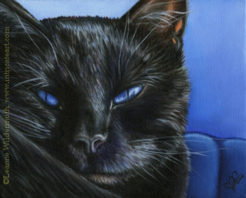 200440domesticblueeyesblackcat.jpg