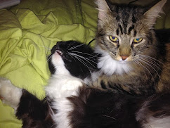 DkubT9M1dUaLTwko02UIUfrmyfSmYaFIi7-82ynm-uY=w242-h182-p-no