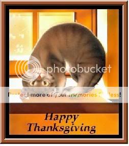 happy-thanksgiving-cat.jpg