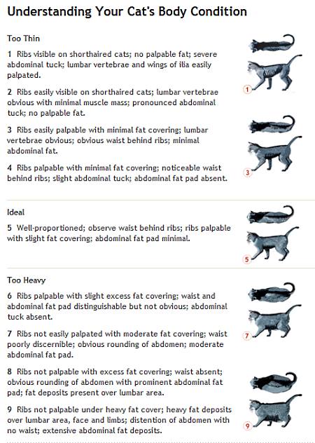 purina-cat-body-condition-chart.jpg