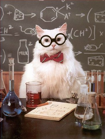 professor-cat-1.jpg
