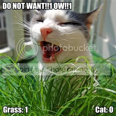 do-not-want1-ow1-grass-1-cat-0-1.jpg