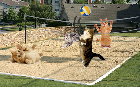 sand-volleyball-catscopy2.jpg
