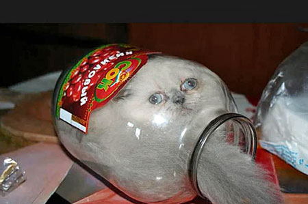 cat-in-cookie-jar.jpg