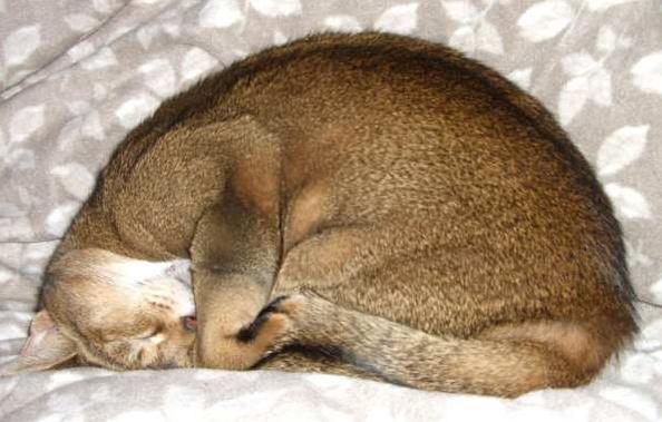 abyssinian-cat-curled-up-1.jpg