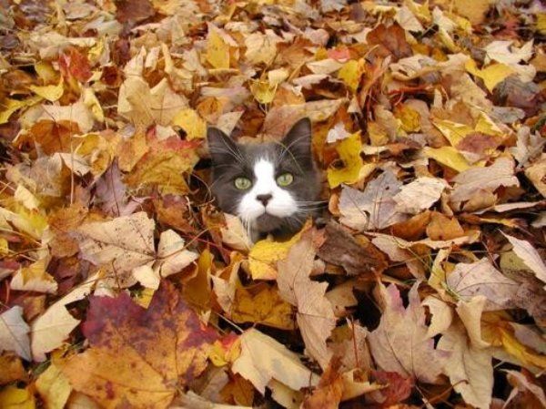 Leaf_Cat.jpg
