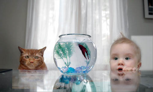 cat-fish-baby.jpg