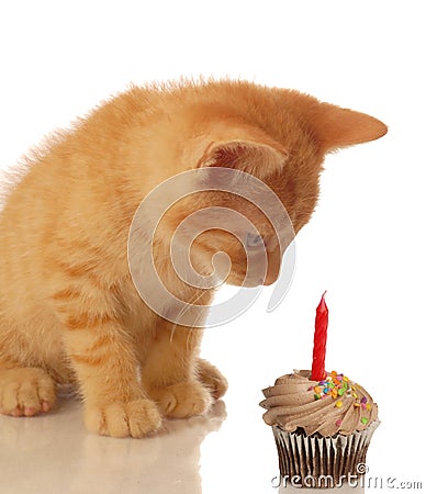birthday-kitten-with-cupcake-thumb8707382.jpg