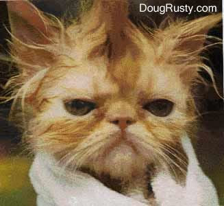 1+wet+cat.jpg