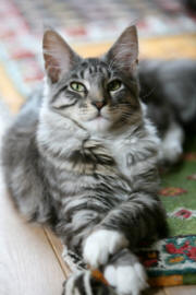 cat%20majesty%20down%20paws%20crossed%20180.jpg