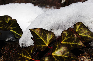 Ivy+Covered+Snow.jpg