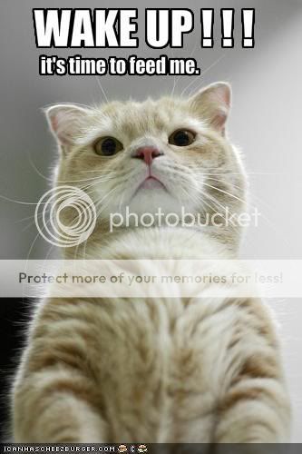 WakeUpFeedMeCat.jpg