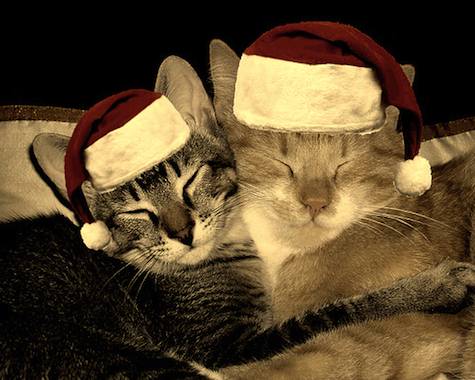 christmas-cats-2009.jpg