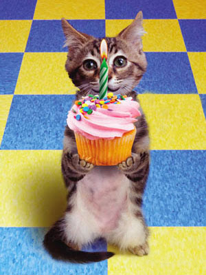 birthday_kitten.jpg