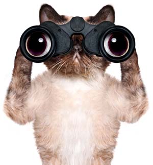 cat_binoculars_sm.jpg