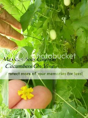 CucumberMex2.jpg