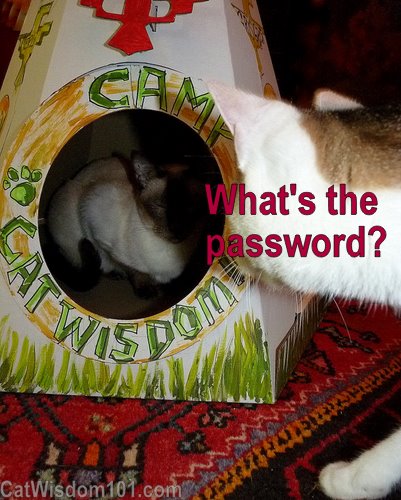 cat-tipi-camp-cat-wisdom-101-password.jpg