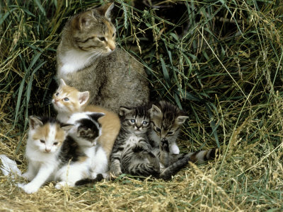 cat-and-kittens-in-hay.jpg