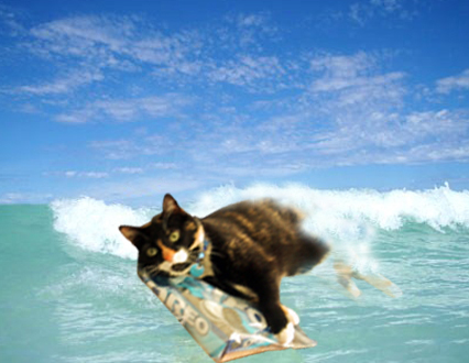 oreo%20surfing.jpg