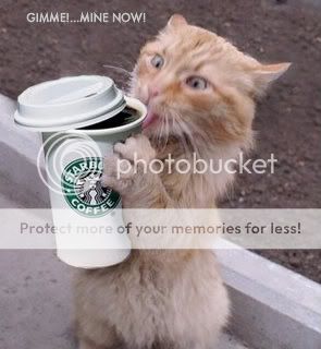 starbucks-crack-cat.jpg