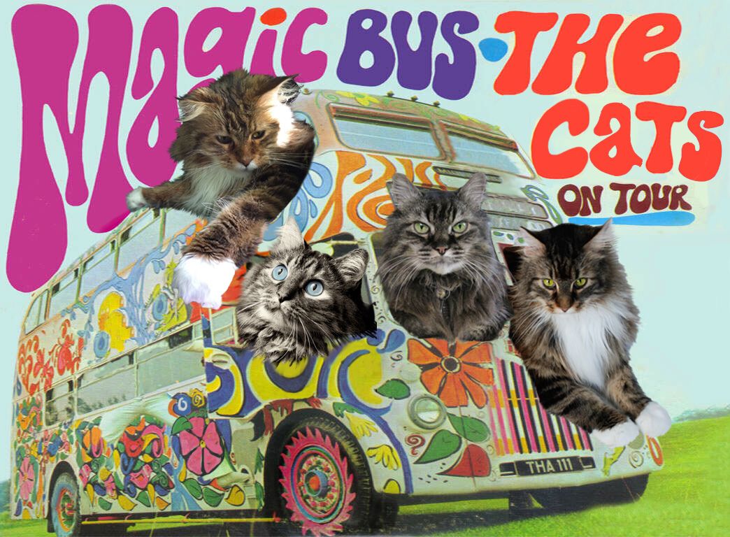 Magicbus.jpg