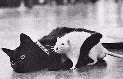 0+cat%26mouse.jpg
