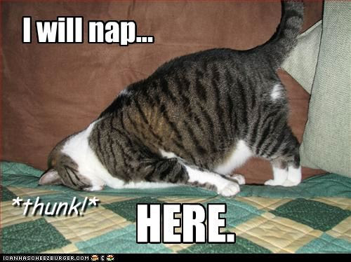 cat+nap+here.bmp