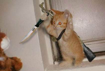 cat+terrorist1163816009.jpg