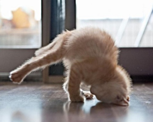 Funny-Yoga-Cats-6.jpg