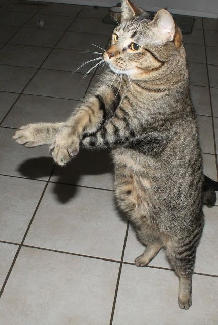 d57382e3d3f95df955c4bc9da32704f6--funny-animals-funny-cats.jpg