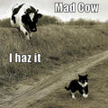 cat-cow-funny-animal-humor-19948871-120-120.jpg