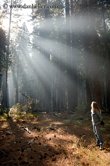 forest-sunrays-02-big.jpg