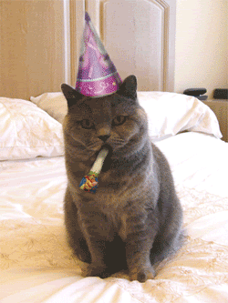 birthdaycat.gif