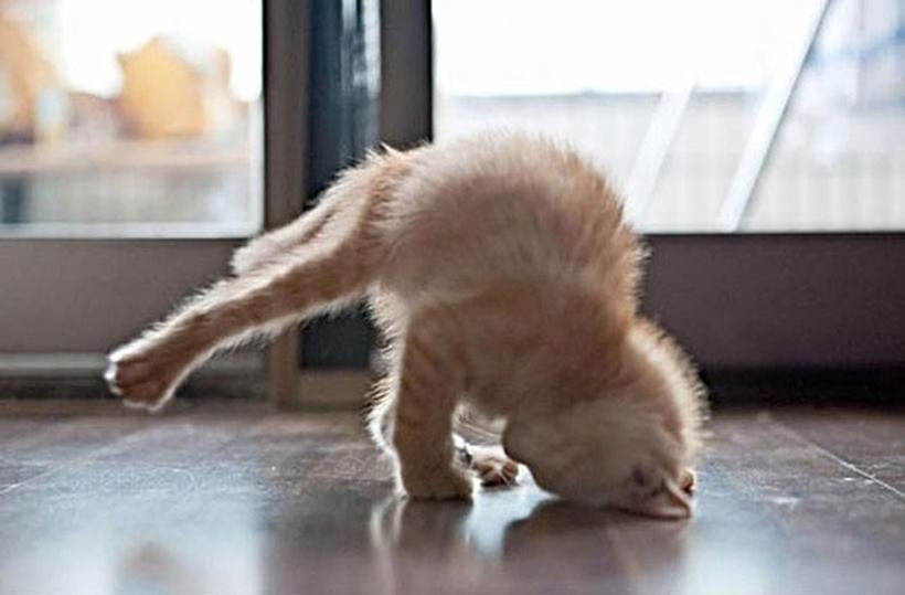 cat_yoga.jpg