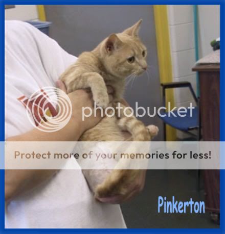 Pinkerton105-0530_60KBKB.jpg