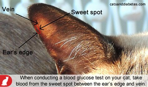 fce238714e366f4db0ab6784c5a08620--glucose-test-the-ear.jpg