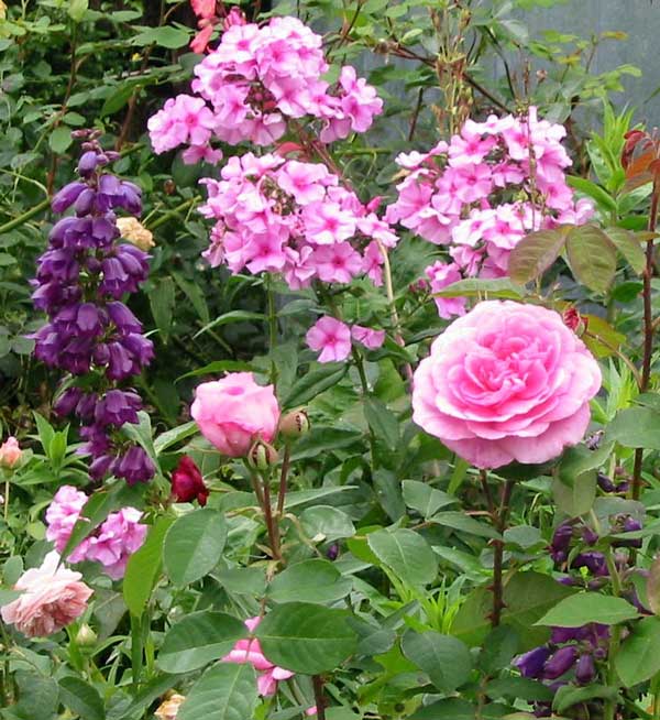 pink-rose-penstemon-phlox.jpg